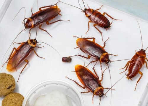 Property Pest Management