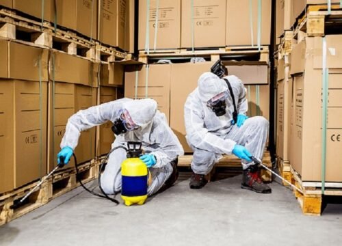 Pest Inspection