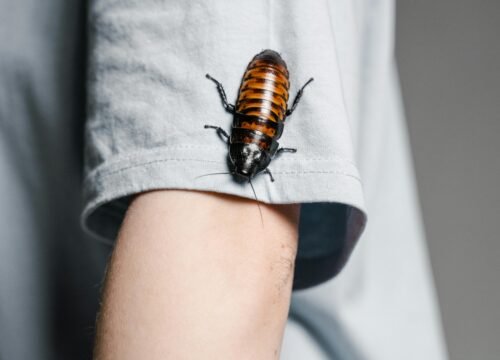 Pest Removal Services
