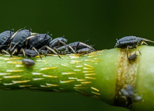 Mosquito Control