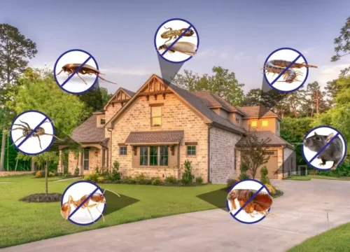 Preventive Pest Control