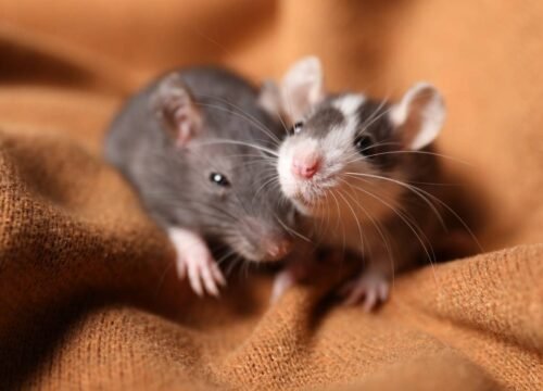 Emergency Pest Control