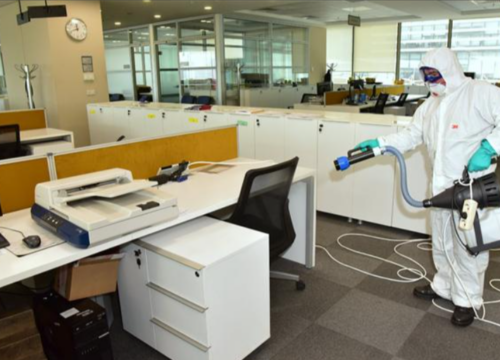Why Professional Pest Control Matters in Island Climates