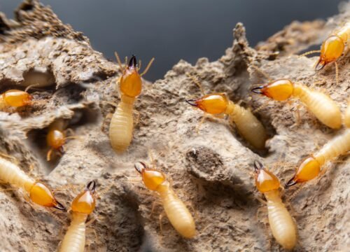 Business Pest Control